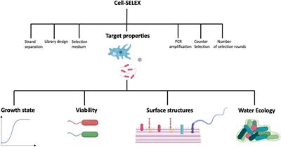 Aptamers and Aptamer-Coupled Biosensors to Detect Water-Borne Pathogens